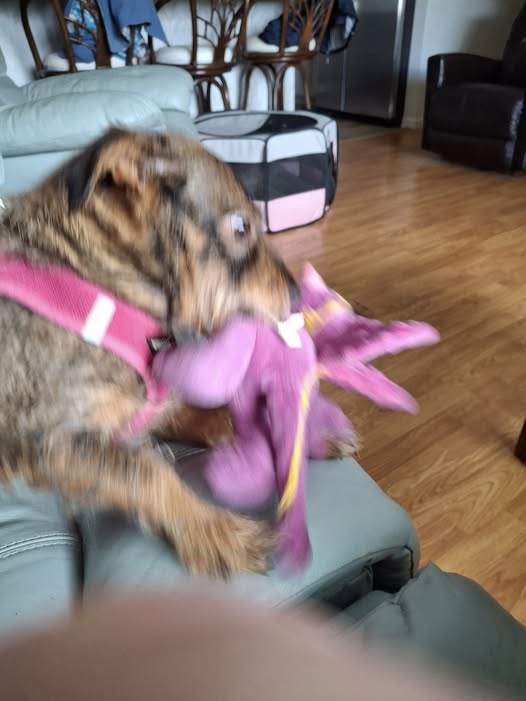 Belle - Belle and her dinosaur