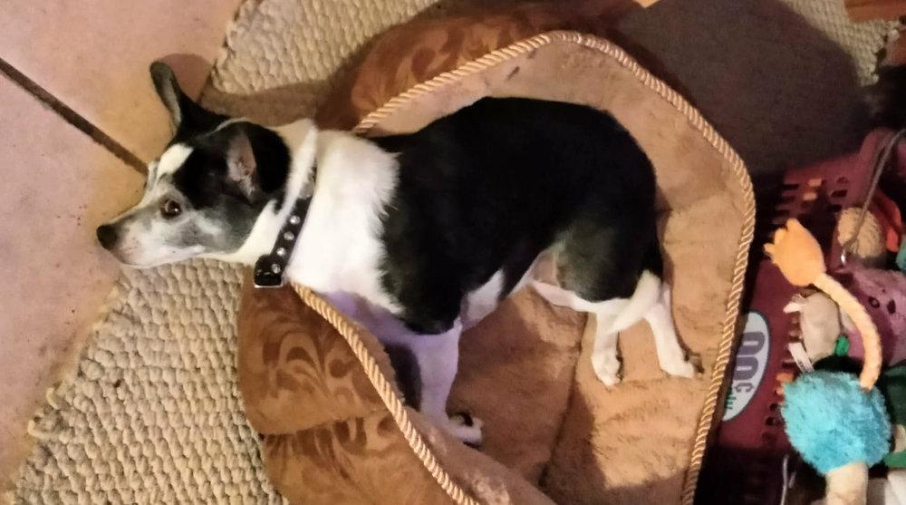 Clarabelle - Mom, I need a bigger bed!!