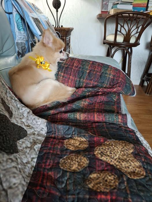 Dallas - Dallas and her bumblebee ribbon.