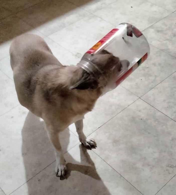 Sparkle -  - Trying to get the last treats in the treat jar!!