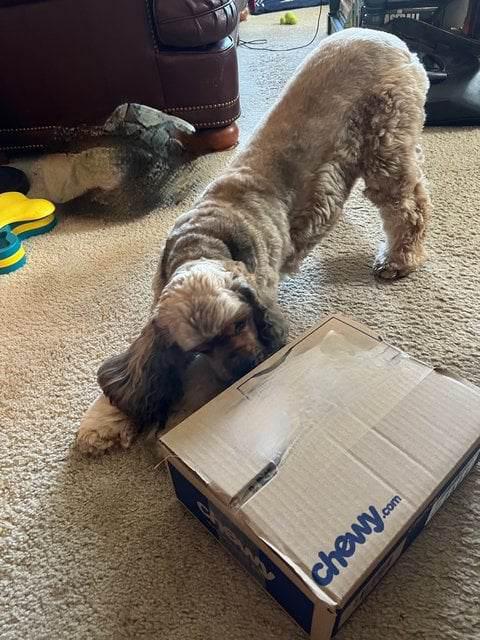 Toffee -  - Treats are here!