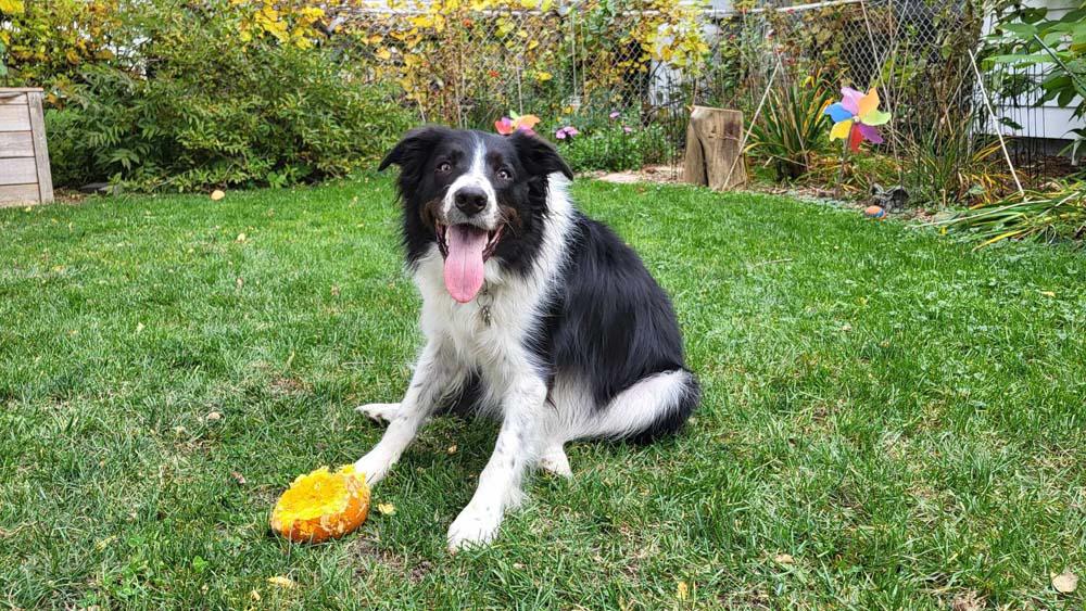 Willy -  - That pumpkin was yummy!