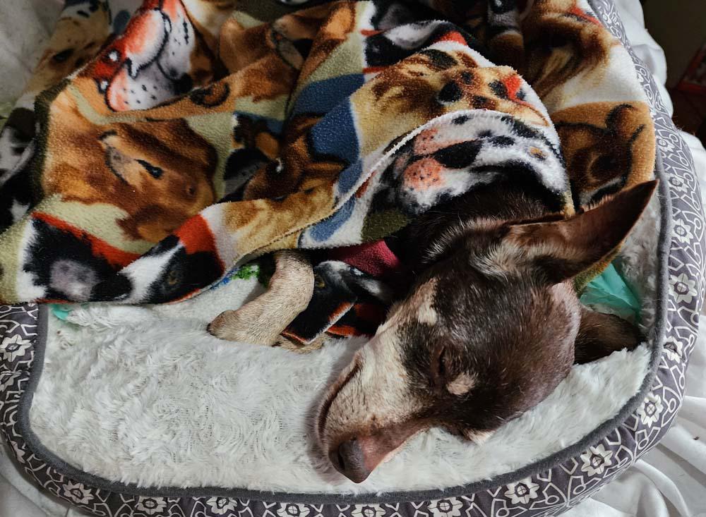 Pippi -  - Zzzzzzz
