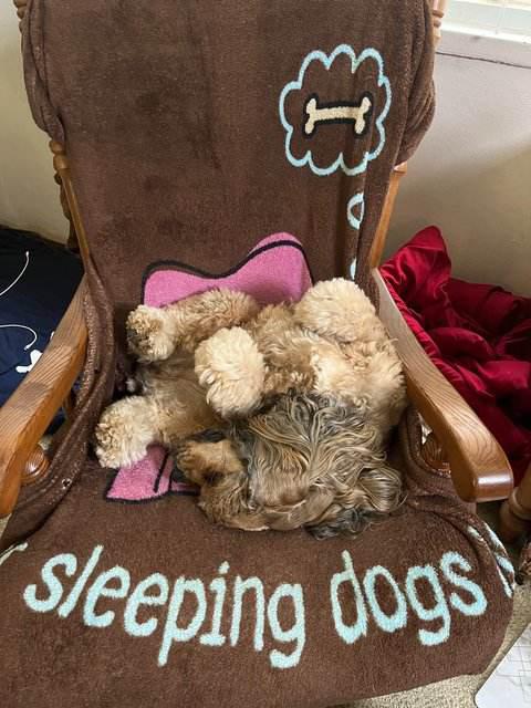 Toffee -  - Let Sleeping Dog Lie