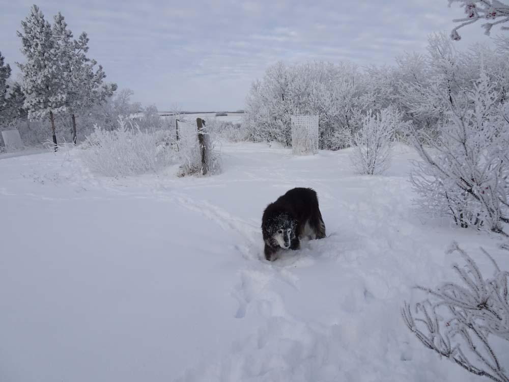 Buddy -  - Yes, I am strutting myself in the snow!