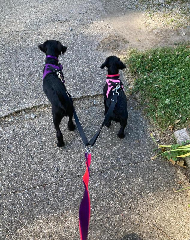 Josey and Daisy -  - We ( Josey and Daisy 2022 ) are strutting our stuff !!