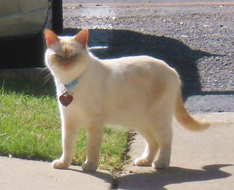 Milo -  - Dis wuz me struttin me stuff whena me liked to go outside at da apartments.