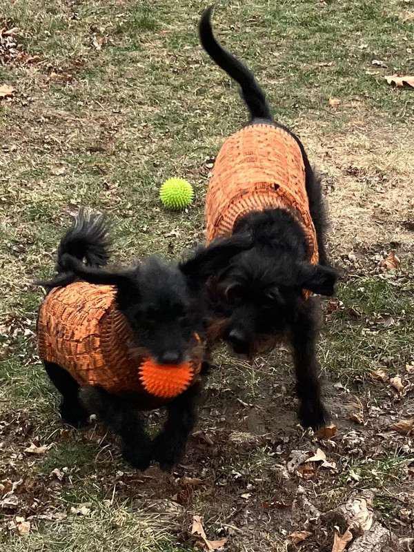 Josey & Daisy -  - Give me that ball Daisy! Catch me if you can Josey !!