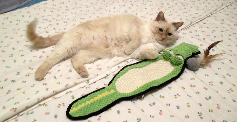 Milo -  - Da joy o me Green Gator wif catnippy.