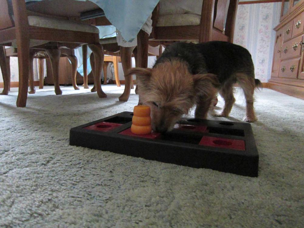 Murphy -  - Trying to solve the donut puzzle.