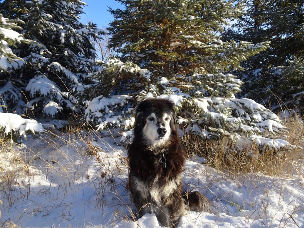 Buddy -  - Me showing how good I look in the Snow!