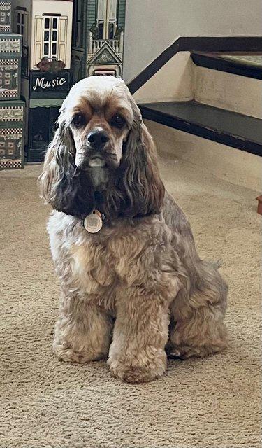 Toffee -  - The Well-Groomed Cocker Spaniel