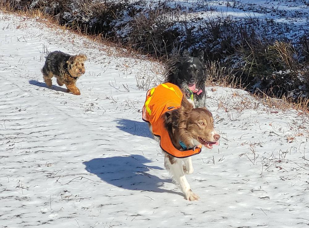 Ginger -  - Racing with MaMoizi!