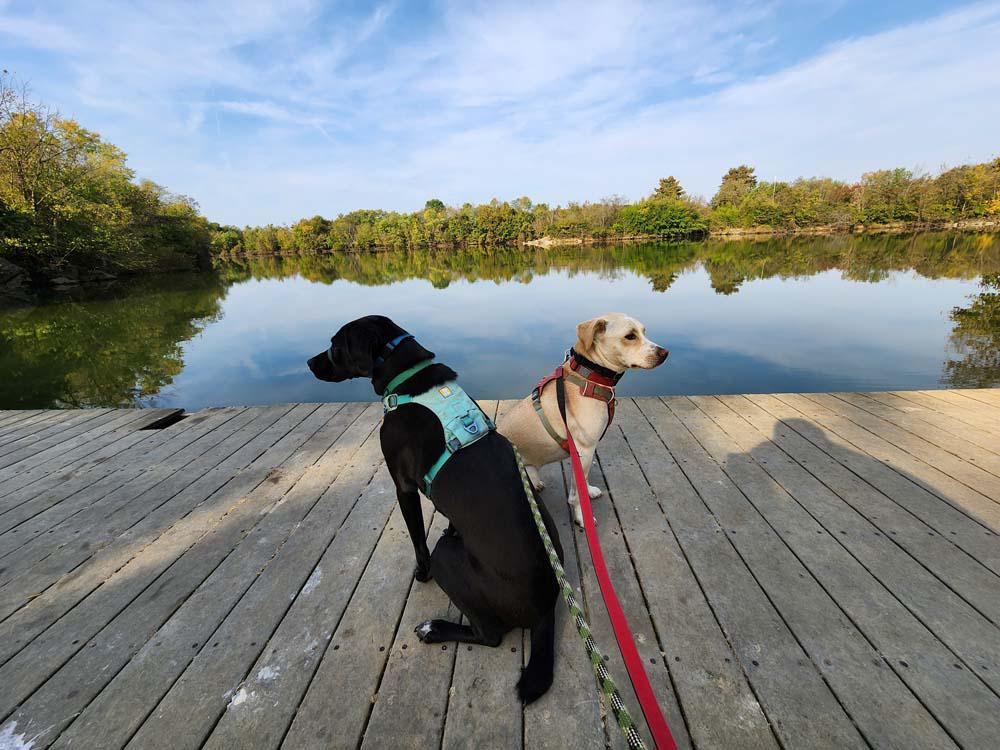 Willow -  - Out and about with Dakota.