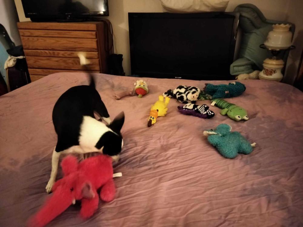 Clarabelle -  - All the toys were MINE until Jake came along!