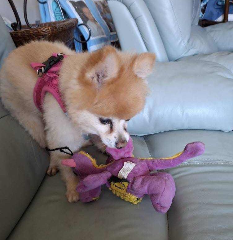 Dallas -  - The Purple Dinosaur has to go back to its  proper place.