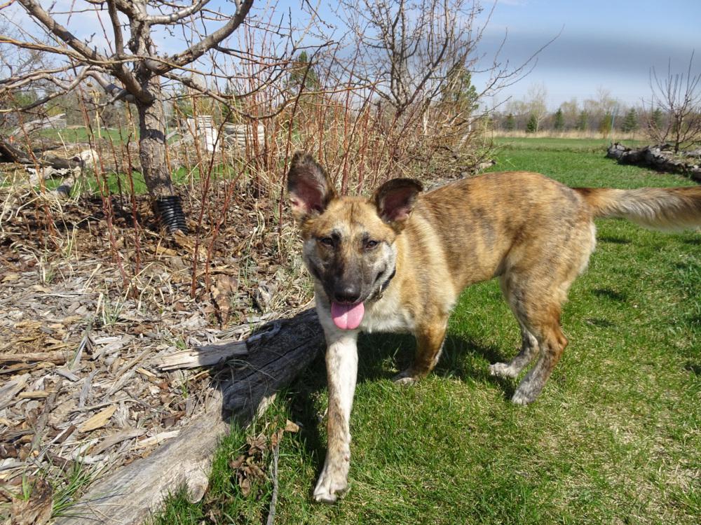 Brin -  - Checking out the orchard on my first day in my new home.