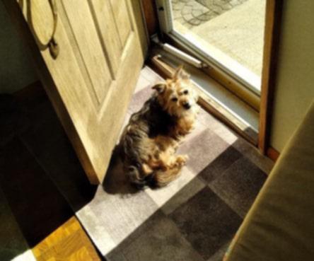 Murphy -  - Hello Sunshine!