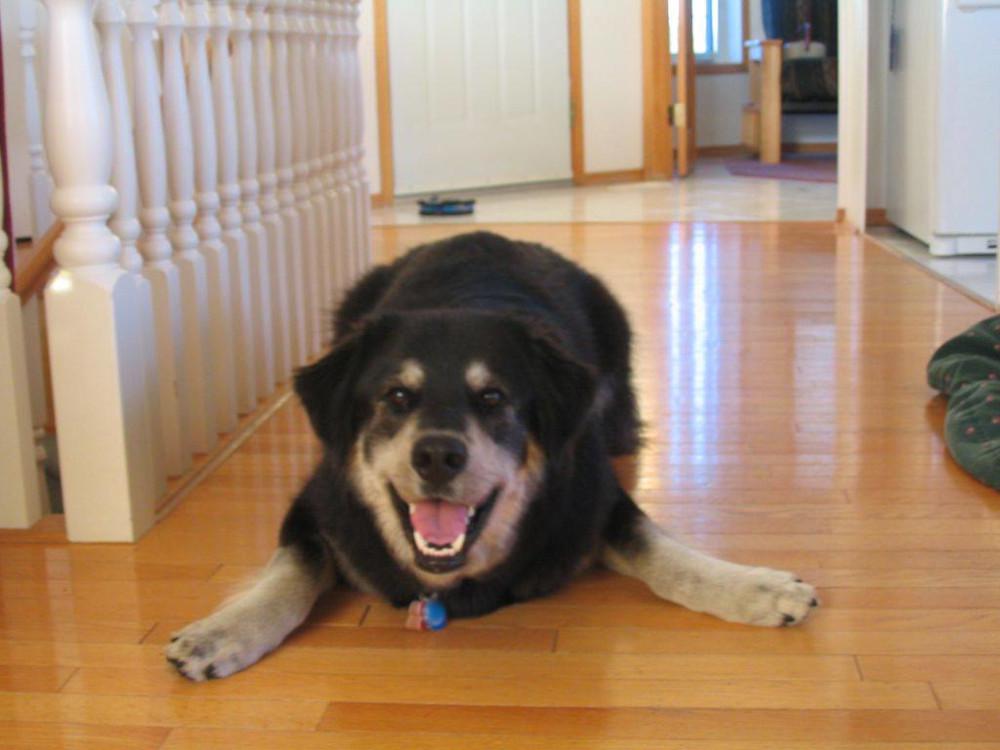 Buddy -  - I always had a smile and was happiest with my family nearby.
