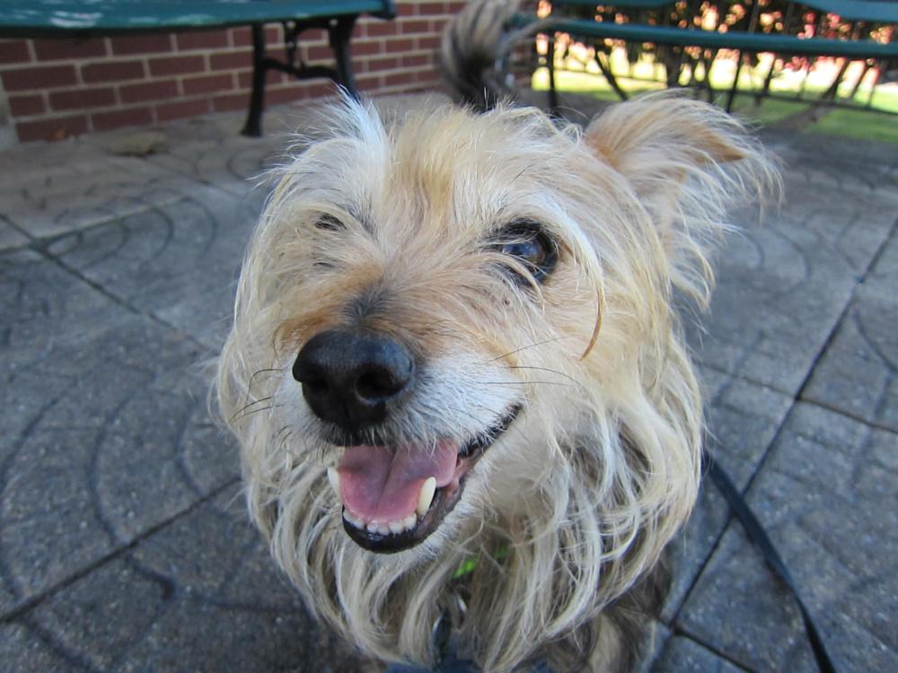 Murphy -  - Happy Pet?