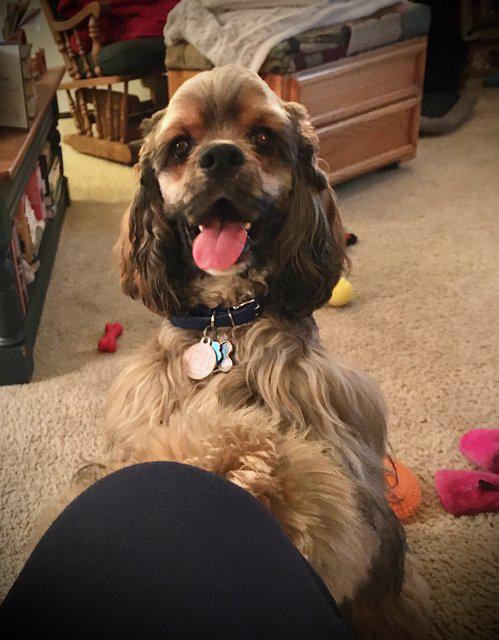 Toffee -  - Happy wif my toys at mommy knee!