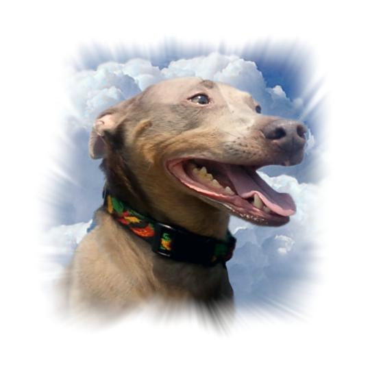 Rosco -  - April 14, 2006 - November 15, 2022