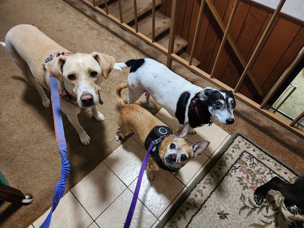 Indiana Bones -  - Ready to go out with my buddies Willow and Missy (and Dakota).