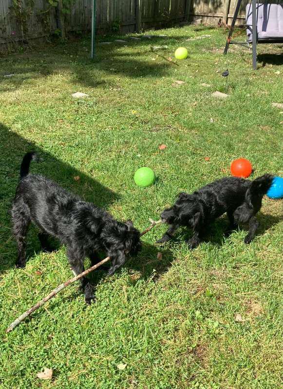 Josey -  - Buddies