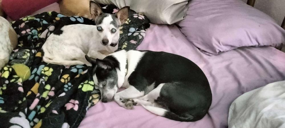 Lil Bit -  - Lil Bits best bud is Clarabelle.