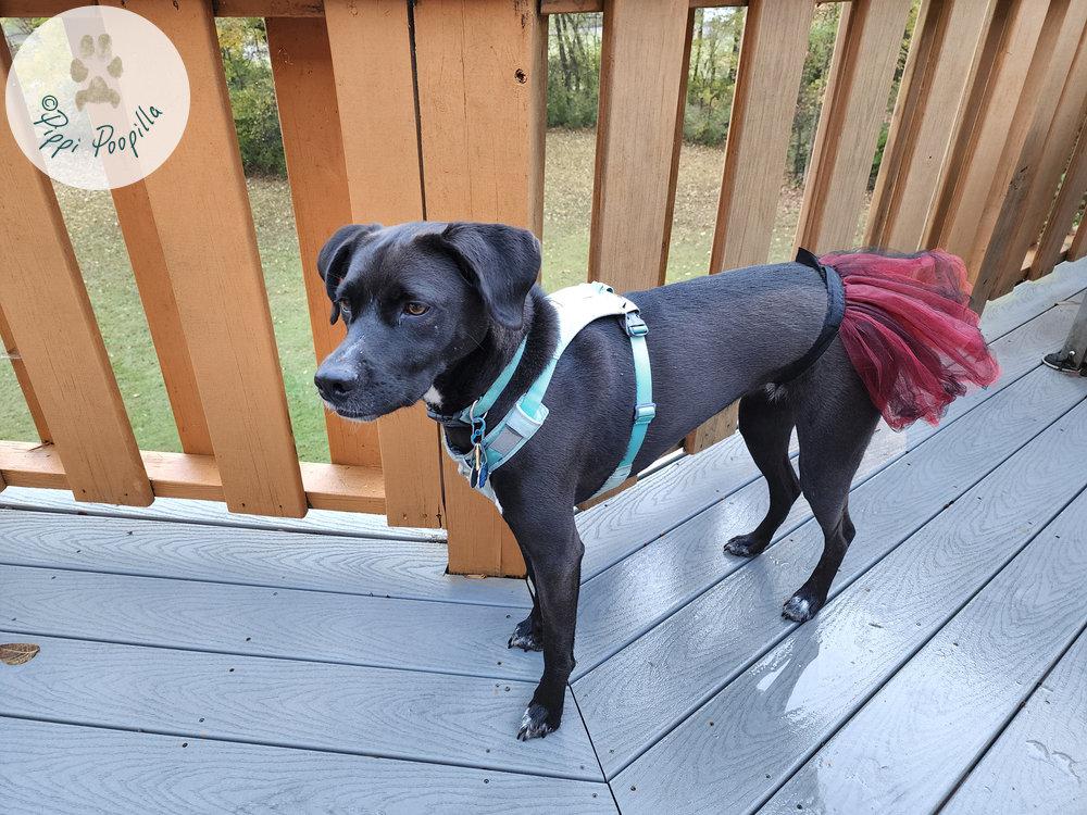 Dakota -  - I`m a cuddle bug for Howloween.