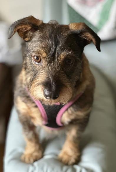Belle -  - I roll by giving mommy the look I want Food.