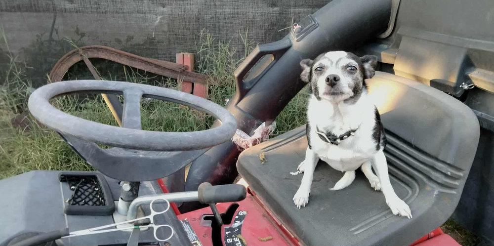 Clarabelle -  - When l roll, it`s on a riding lawn mower!