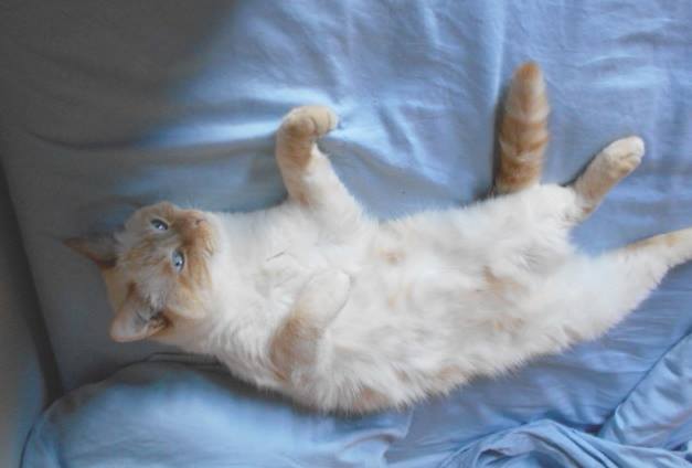 Milo -  - Dis iz how me rollz ina bed whena me iz bein` cute.