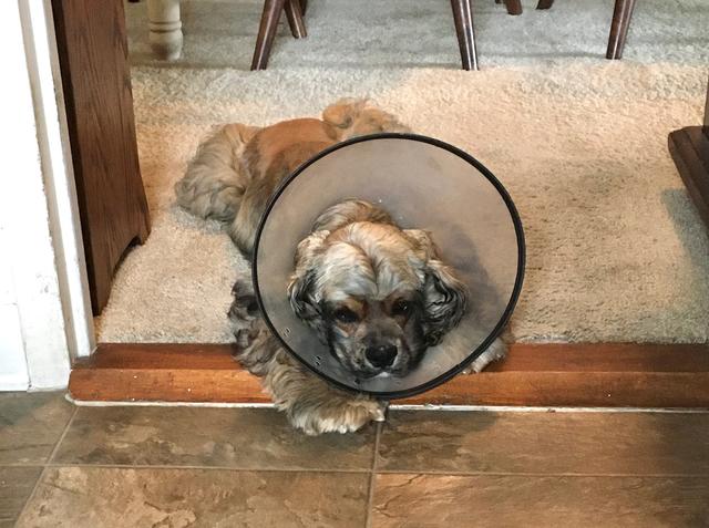 Toffee -  - Cone of Shame