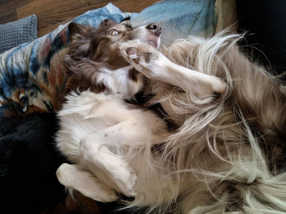 Ginger Ale -  - Me snuggling on the couch!