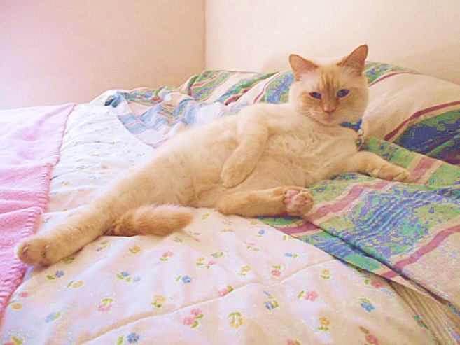 Milo -  - Me, Milo, Cuddlin` in mommy`s bed.