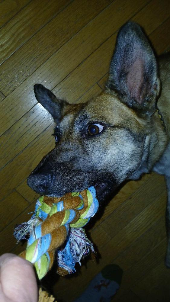 Brin -  - The look I get when I am having fun playing with my toys!