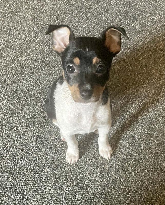 Vinny -  - I am a cute puppy. Play with me!