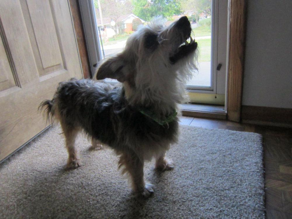 Murphy -  - I don`t know...  Is he barking Home on the Range?  Is he arfing for treats?  Can you understand his woofs?