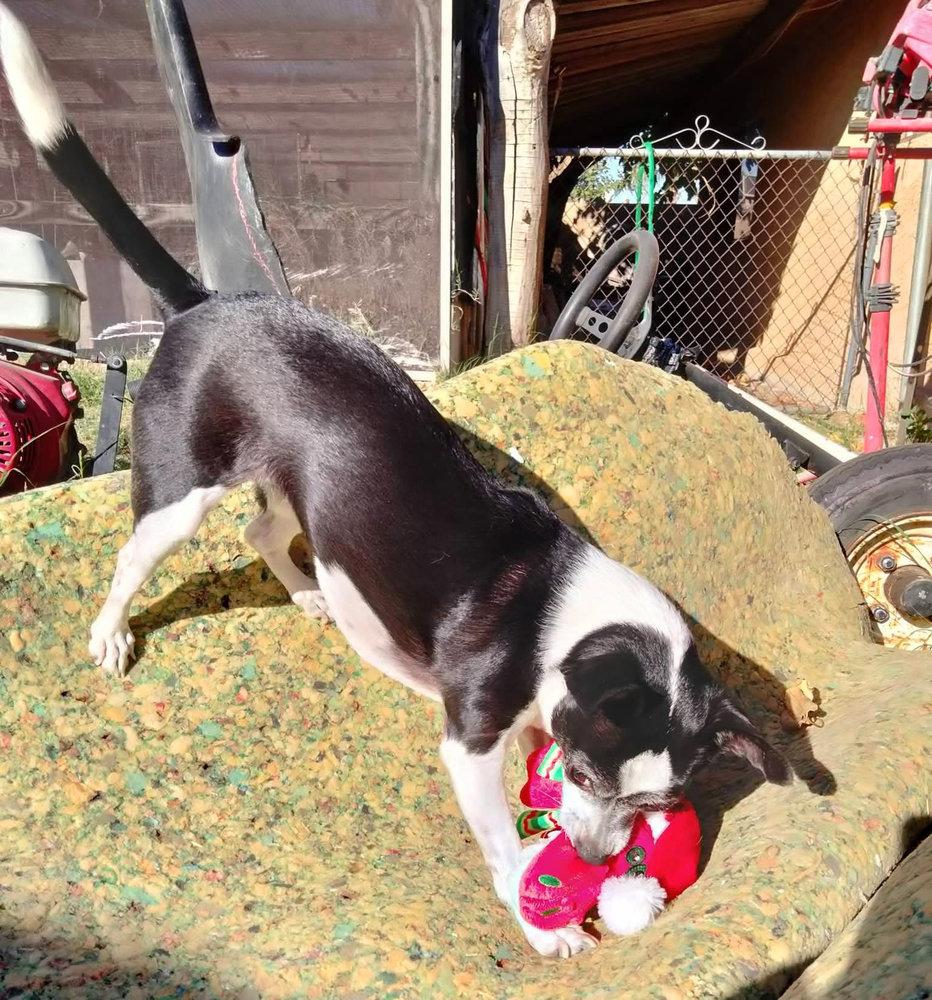 Clarabelle -  - I see you there, don`t even think of taking my toy.