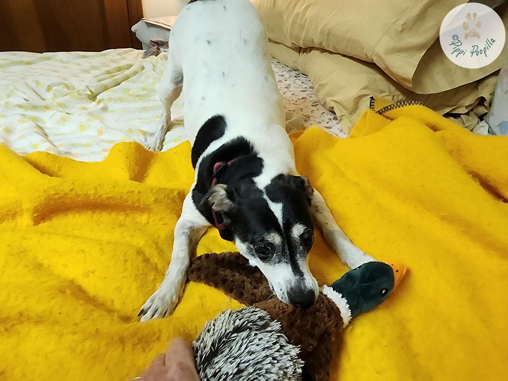 Missy -  - Play time!