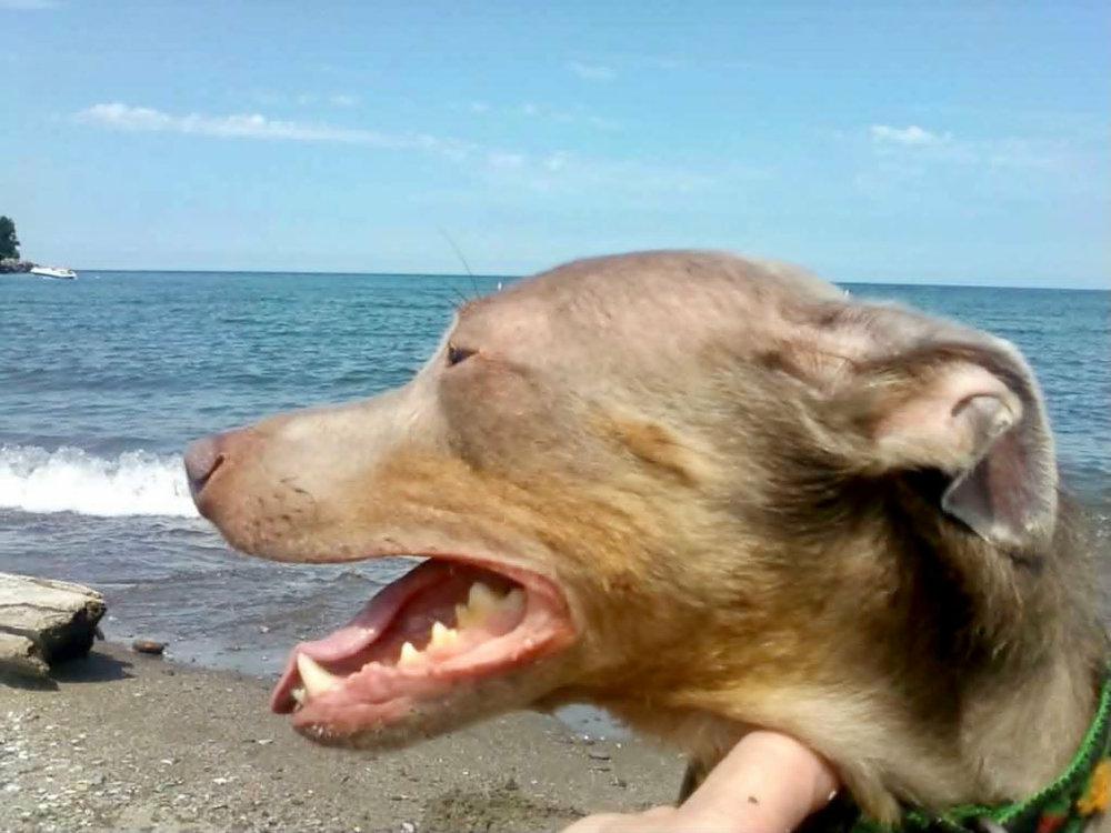 Rosco -  - Breathing in that fresh sea air.