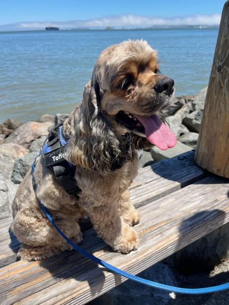 Toffee -  - Fresh Air by the Bay