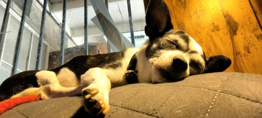 Clarabelle -  - Supervising mommy has tuckered me out.