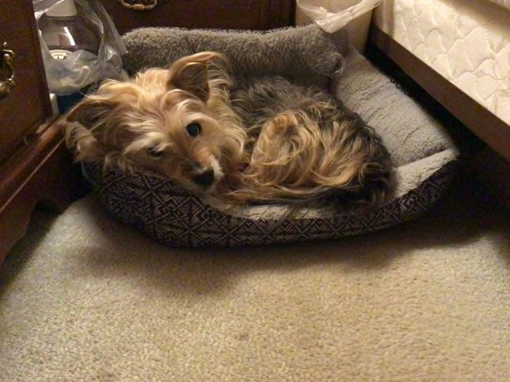 Murphy -  - Could you bring me my dinner? I`m too tired to go get it myself.