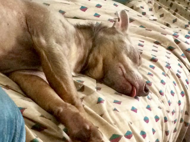 Rosco -  - Dreaming of ice cream on a hot day.