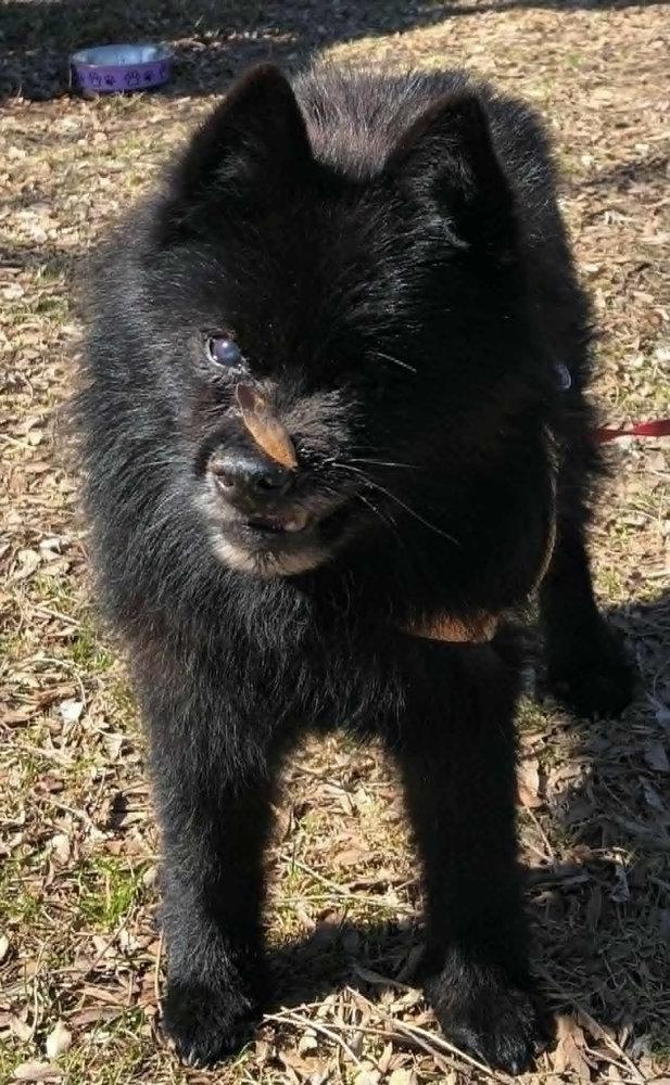 Little Black Devil Girl -  - Little black devil girl