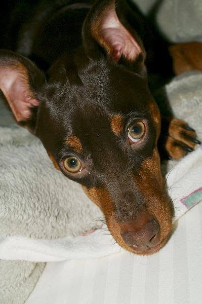 Pippi -  - Those eyes caught my eye from the very start.