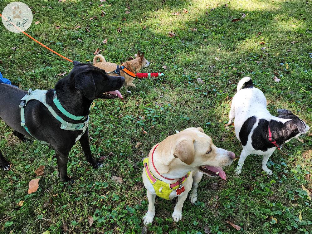 Dakota - Group profile! - with Indy, Willow and Missy