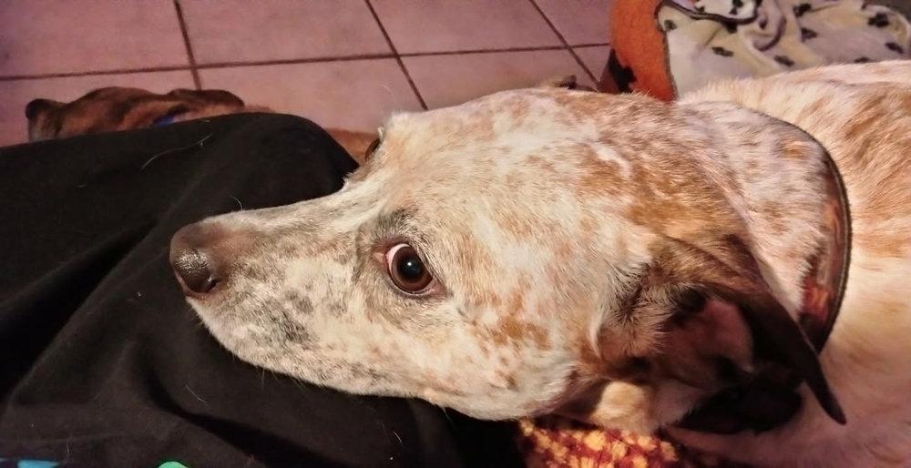 Jake - Just waiting for Mom to throw the ball.